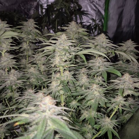WTF- Königin Mimosa evo 👑👑👑 (65-70bt) growlog timeline photo