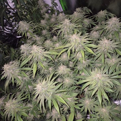 WTF- Königin Mimosa evo 👑👑👑 (65-70bt) growlog timeline photo