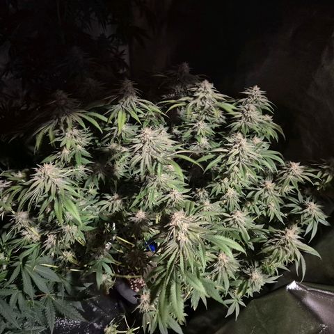 WTF- Königin Mimosa evo 👑👑👑 (65-70bt) growlog timeline photo