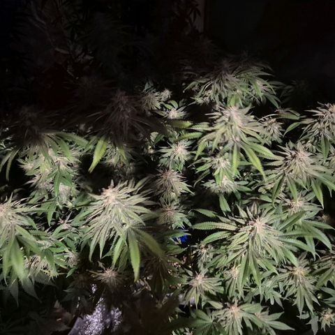 WTF- Königin Mimosa evo 👑👑👑 (65-70bt) growlog timeline photo