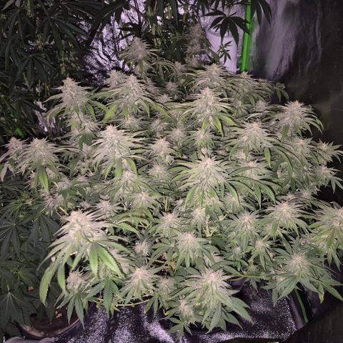 WTF- Königin Mimosa evo 👑👑👑 (65-70bt) growlog timeline photo