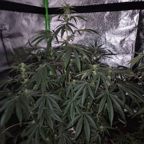 Ice cream cake 🍰 & permanent marker🖊(65-73bt) growlog timeline photo