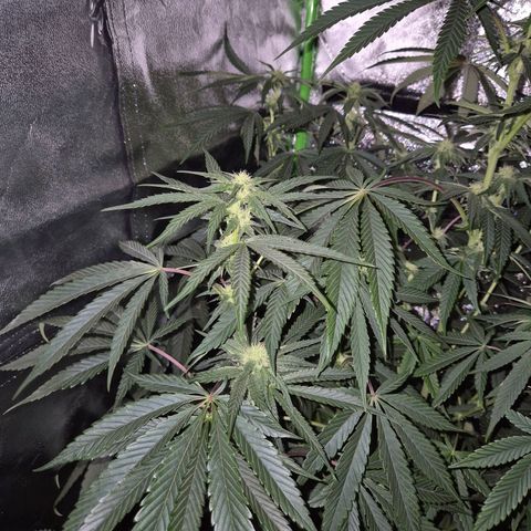 Ice cream cake 🍰 & permanent marker🖊(65-73bt) growlog timeline photo