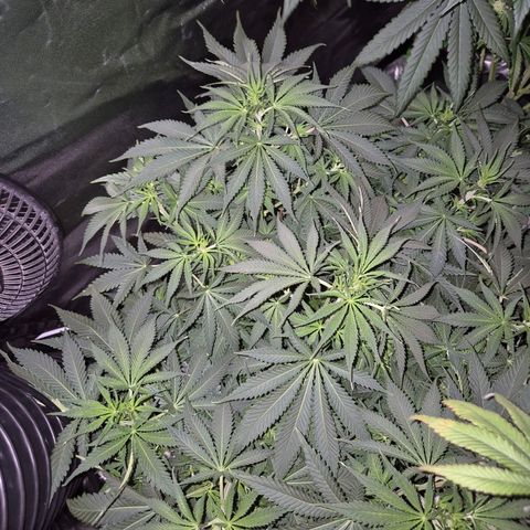 Tangerine dream 🌴 (60-65bt)  growlog timeline photo
