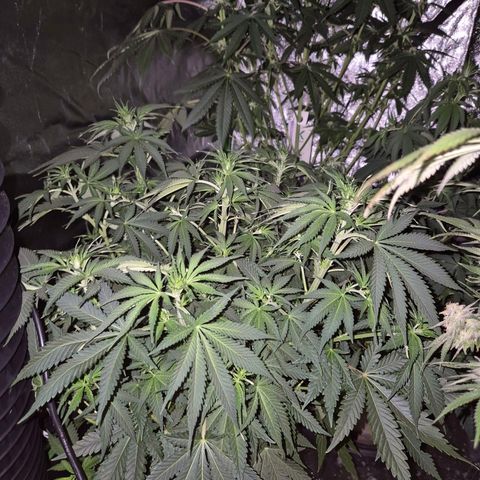 Tangerine dream 🌴 (60-65bt)  growlog timeline photo