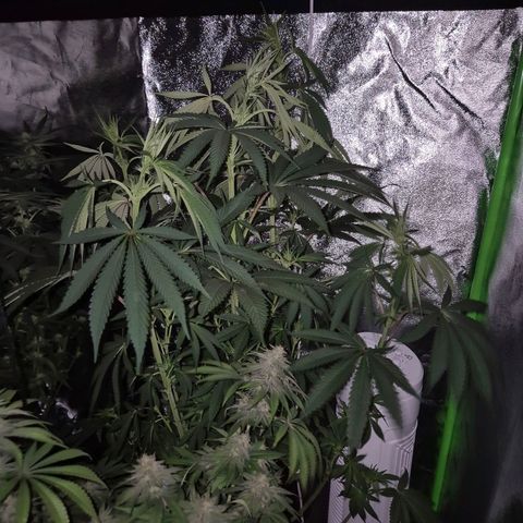 ICE 💚🧊 (63-70bt) growlog timeline photo