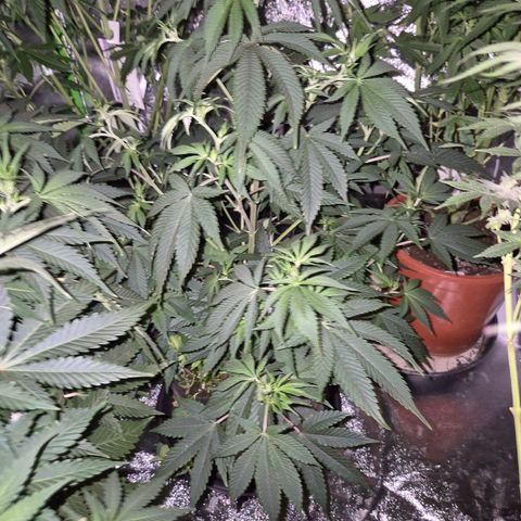 Mimosa evo stecki  🍊🍋🍍 (65-70bt) growlog timeline photo
