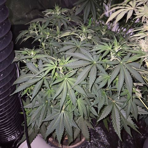 Tangerine dream 🌴 (60-65bt)  growlog timeline photo