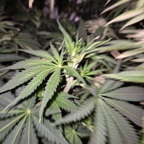 Tangerine dream 🌴 (60-65bt)  growlog timeline photo
