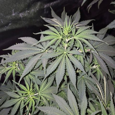 Tangerine dream 🌴 (60-65bt)  growlog timeline photo