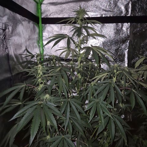 Ice cream cake 🍰 & permanent marker🖊(65-73bt) growlog timeline photo