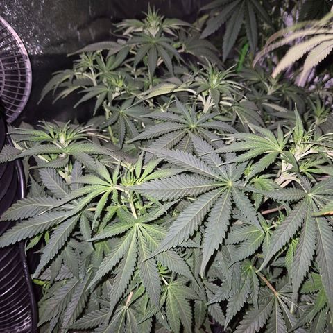 Tangerine dream 🌴 (60-65bt)  growlog timeline photo
