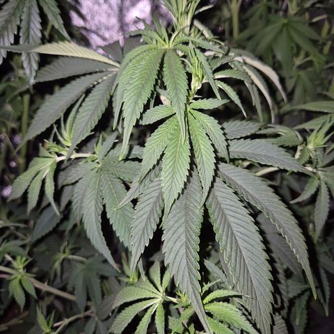 Mimosa evo stecki  🍊🍋🍍 (65-70bt) growlog timeline photo