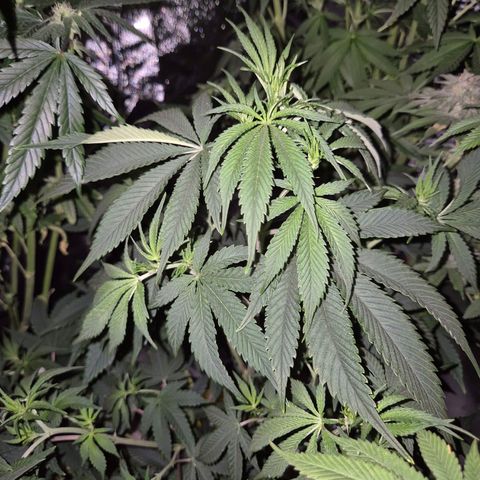 Mimosa evo stecki  🍊🍋🍍 (65-70bt) growlog timeline photo