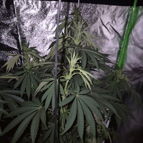 ICE 💚🧊 (63-70bt) growlog timeline photo