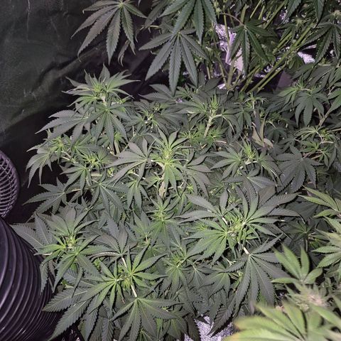 Tangerine dream 🌴 (60-65bt)  growlog timeline photo