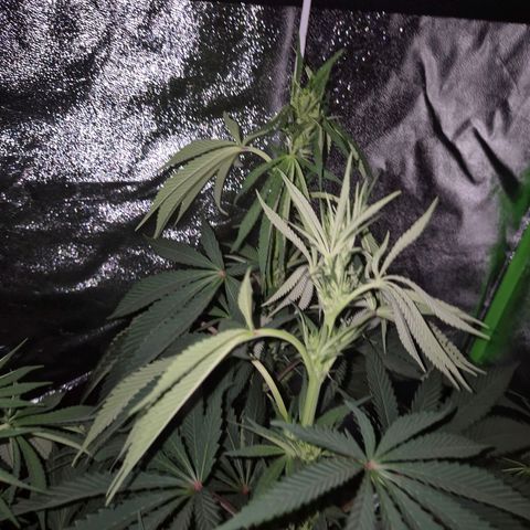 ICE 💚🧊 (63-70bt) growlog timeline photo