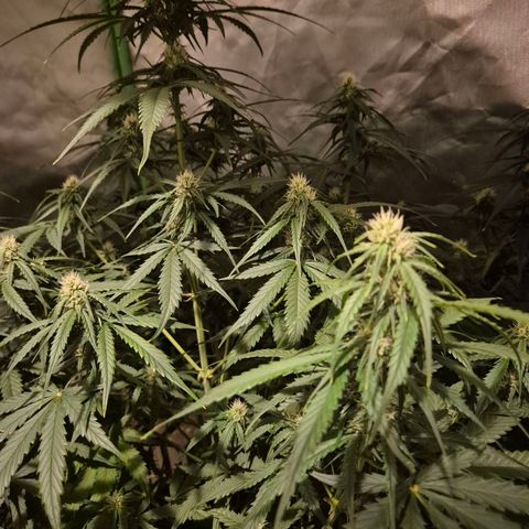 LSD auto (63-70 Tage ab Keimung) growlog timeline photo