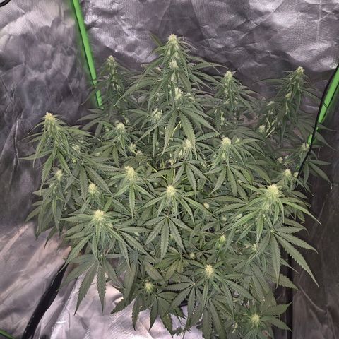LSD auto (63-70 Tage ab Keimung) growlog timeline photo