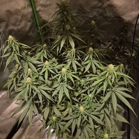 LSD auto (63-70 Tage ab Keimung) growlog timeline photo