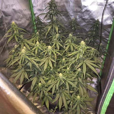 LSD auto (63-70 Tage ab Keimung) growlog timeline photo
