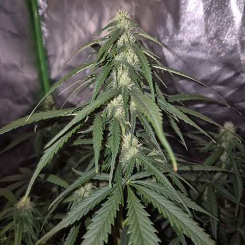 LSD auto (63-70 Tage ab Keimung) growlog timeline photo