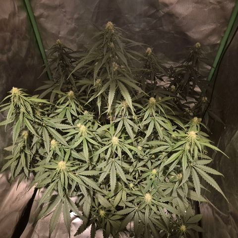 LSD auto (63-70 Tage ab Keimung) growlog timeline photo