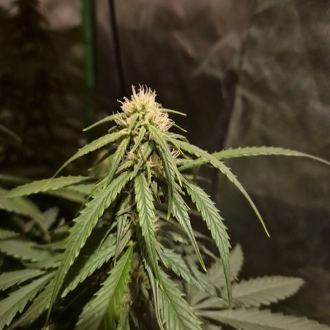LSD auto (63-70 Tage ab Keimung) growlog timeline photo
