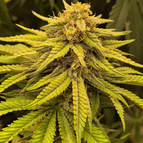 WTF- Königin Mimosa evo 👑👑👑 (65-70bt) growlog timeline photo