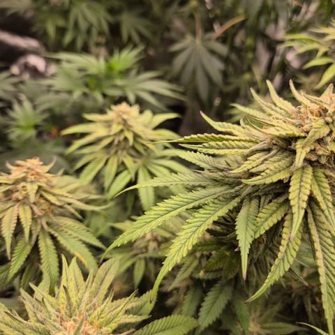 WTF- Königin Mimosa evo 👑👑👑 (65-70bt) growlog timeline photo