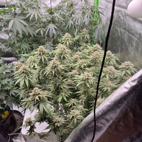 WTF- Königin Mimosa evo 👑👑👑 (65-70bt) growlog timeline photo
