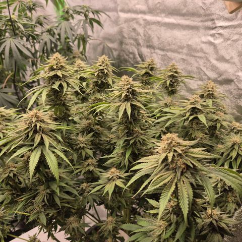 WTF- Königin Mimosa evo 👑👑👑 (65-70bt) growlog timeline photo