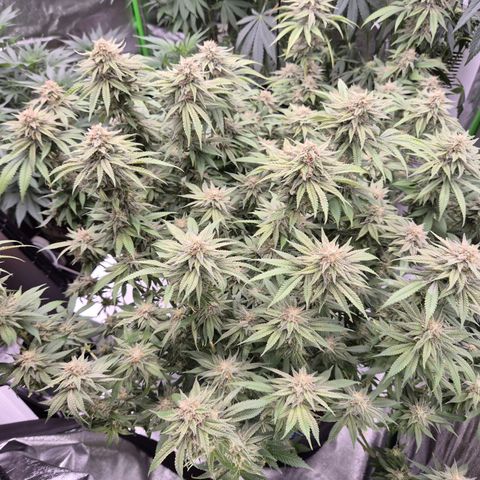 WTF- Königin Mimosa evo 👑👑👑 (65-70bt) growlog timeline photo