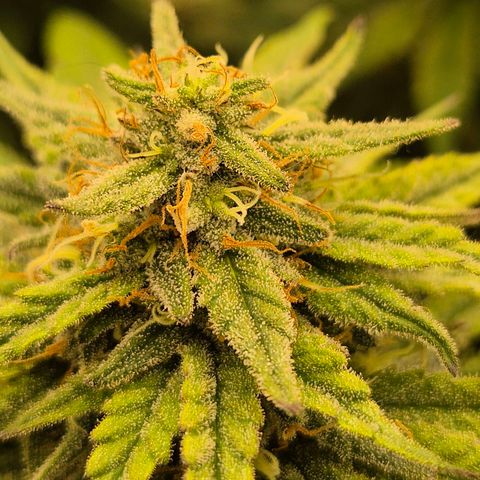 WTF- Königin Mimosa evo 👑👑👑 (65-70bt) growlog timeline photo