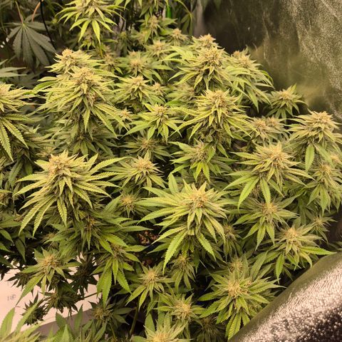 WTF- Königin Mimosa evo 👑👑👑 (65-70bt) growlog timeline photo