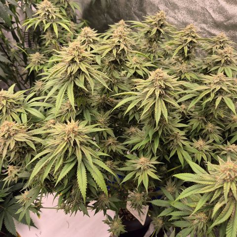 WTF- Königin Mimosa evo 👑👑👑 (65-70bt) growlog timeline photo