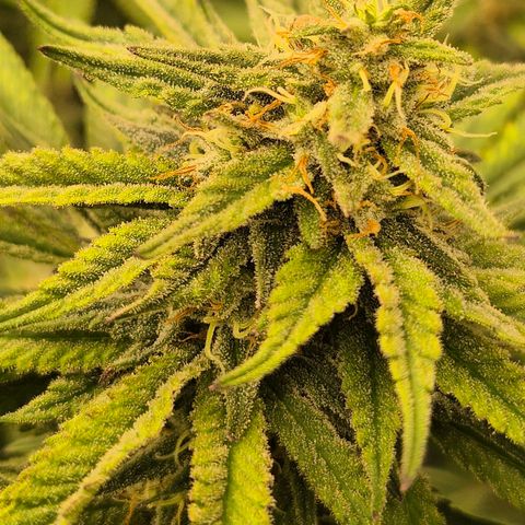WTF- Königin Mimosa evo 👑👑👑 (65-70bt) growlog timeline photo