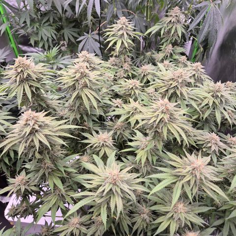 WTF- Königin Mimosa evo 👑👑👑 (65-70bt) growlog timeline photo
