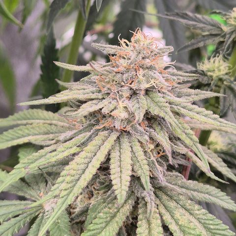 WTF- Königin Mimosa evo 👑👑👑 (65-70bt) growlog timeline photo