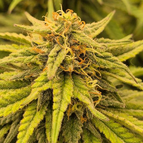 WTF- Königin Mimosa evo 👑👑👑 (65-70bt) growlog timeline photo
