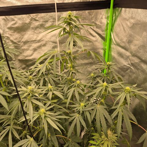 Ice cream cake 🍰 & permanent marker🖊(65-73bt) growlog timeline photo