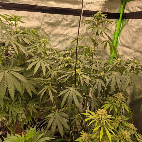 Ice cream cake 🍰 & permanent marker🖊(65-73bt) growlog timeline photo
