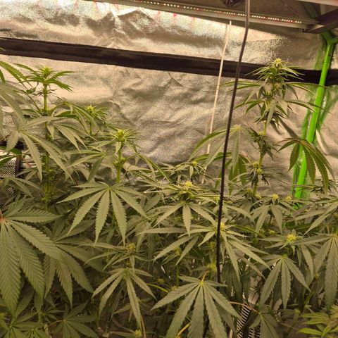 Ice cream cake 🍰 & permanent marker🖊(65-73bt) growlog timeline photo