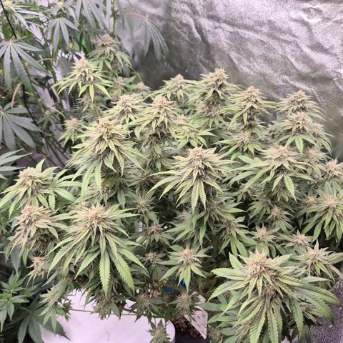 WTF- Königin Mimosa evo 👑👑👑 (65-70bt) growlog timeline photo