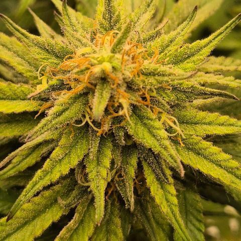WTF- Königin Mimosa evo 👑👑👑 (65-70bt) growlog timeline photo