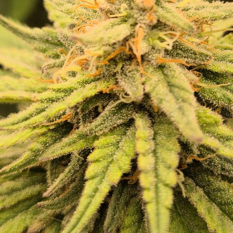 WTF- Königin Mimosa evo 👑👑👑 (65-70bt) growlog timeline photo