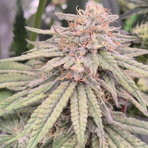 WTF- Königin Mimosa evo 👑👑👑 (65-70bt) growlog timeline photo