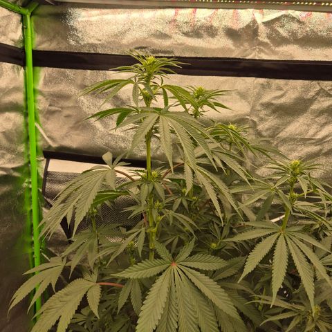 ICE 💚🧊 (63-70bt) growlog timeline photo