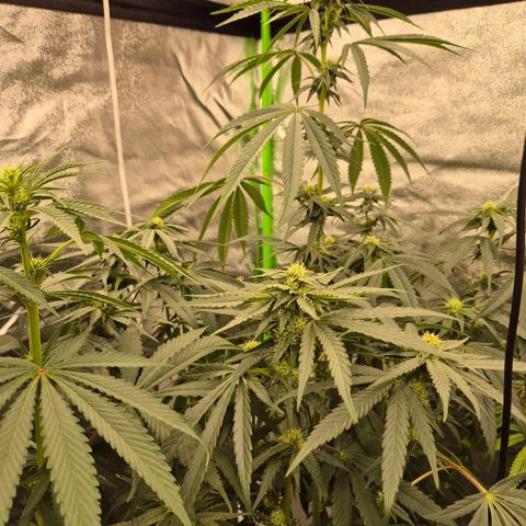 ICE 💚🧊 (63-70bt) growlog timeline photo