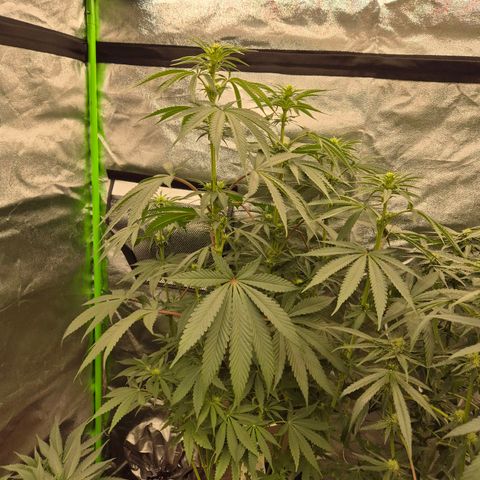 ICE 💚🧊 (63-70bt) growlog timeline photo